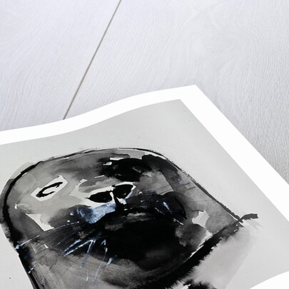 Harbour seal, West Cove by Mark Adlington