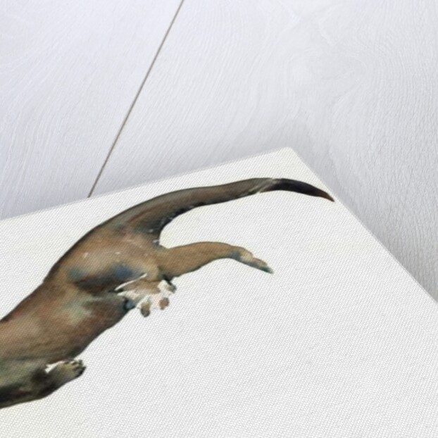 Young Otter, 2014 by Mark Adlington