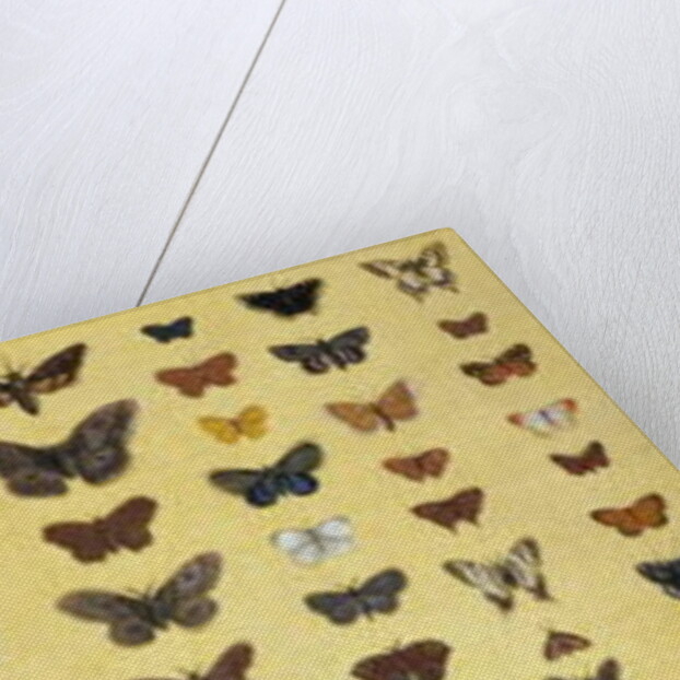 A collage of butterflies and moths by French School