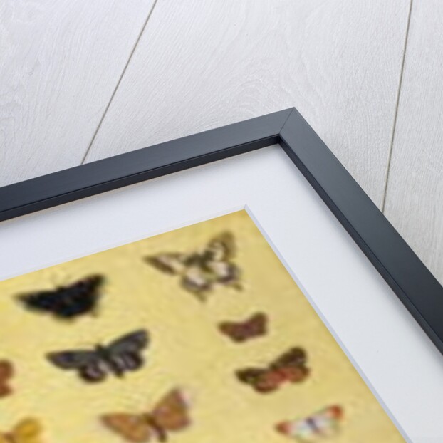 A collage of butterflies and moths by French School