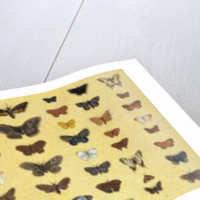 A collage of butterflies and moths by French School