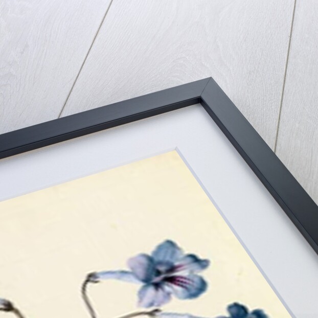 Streptocarpus, c.1790 by German School