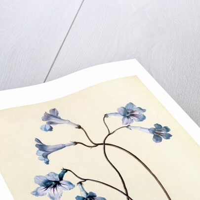 Streptocarpus, c.1790 by German School