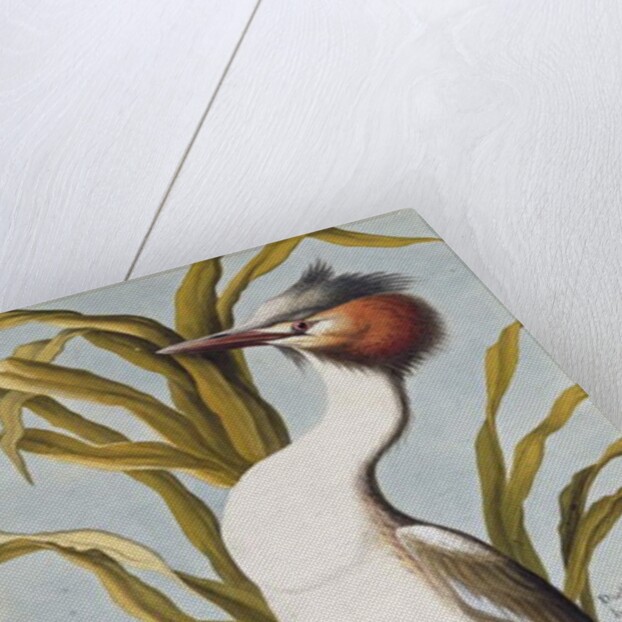 Great Crested Grebe c.1748 by German School