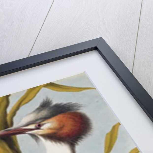 Great Crested Grebe c.1748 by German School