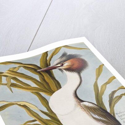 Great Crested Grebe c.1748 by German School
