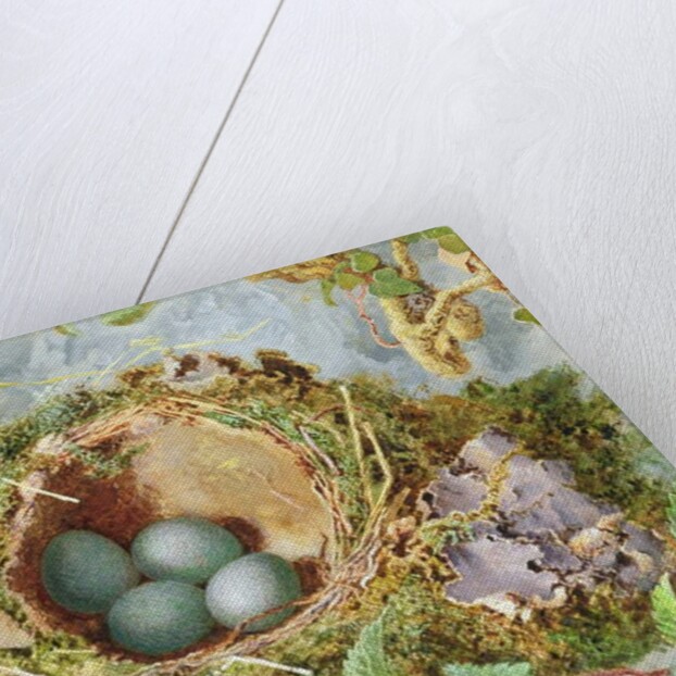 A Nest of Eggs, 1871 by Jabez Bligh