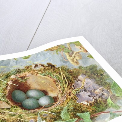 A Nest of Eggs, 1871 by Jabez Bligh