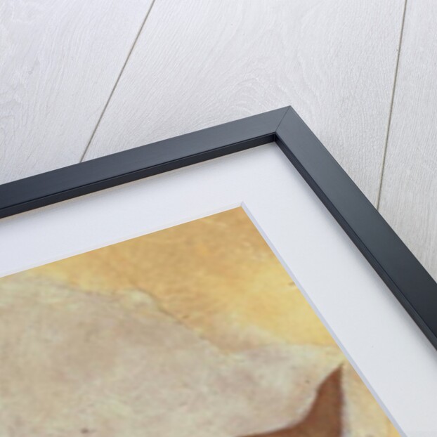 Cat and Kitten by Edward Coley Burne-Jones