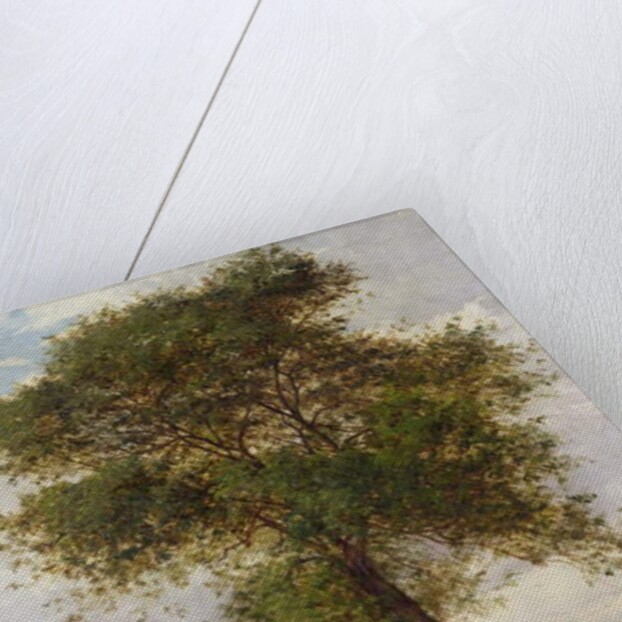 Study of an Ash Tree in Summer, 1883 by James Hey Davies