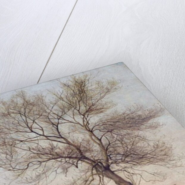 Study of an Ash Tree in Winter, 1883 by James Hey Davies