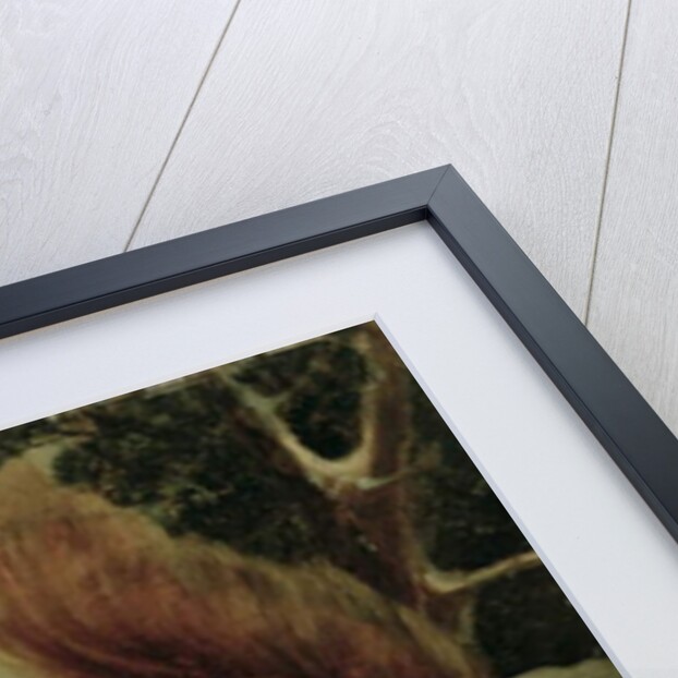 A Red Squirrel Eating a Nut by Basil Bradley