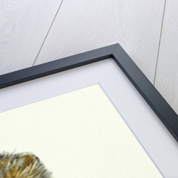 Vole with an Acorn by Diane Matthes