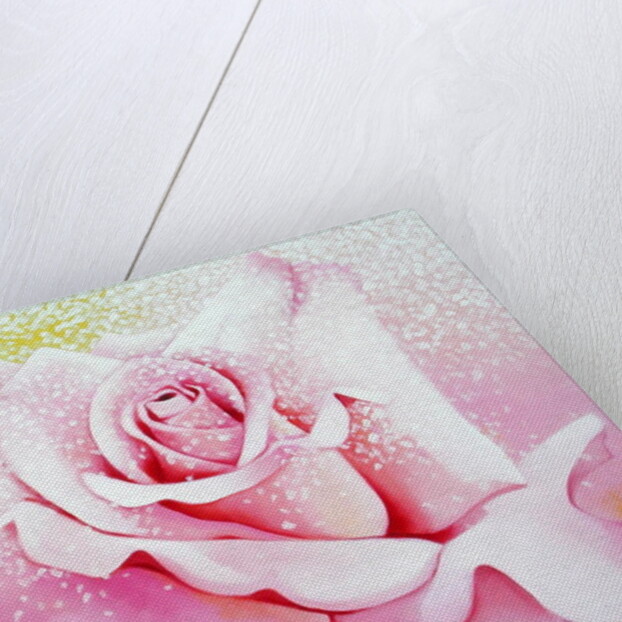 The Rose, 2001 by Myung-Bo Sim