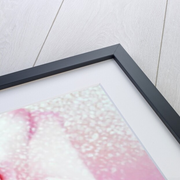 The Rose, 2001 by Myung-Bo Sim