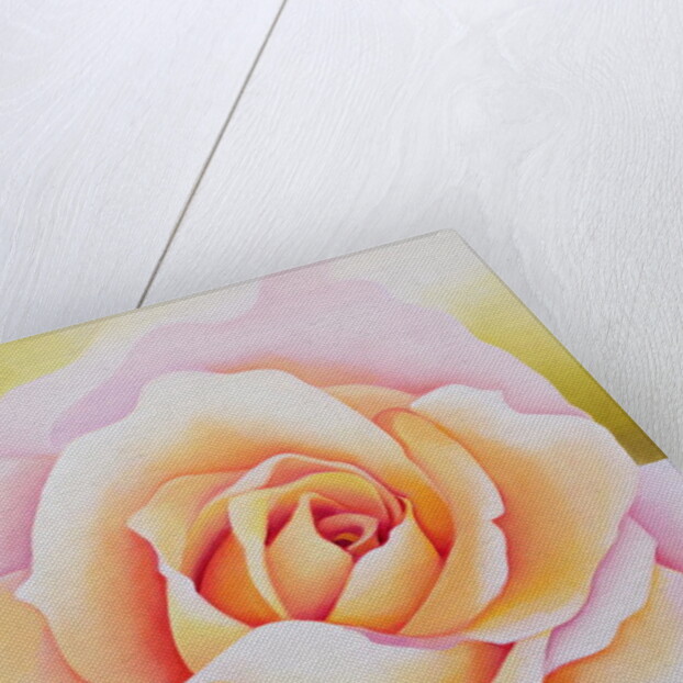 The Rose, 2002 by Myung-Bo Sim