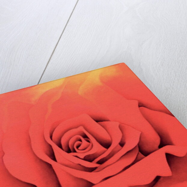 The Rose in the Festival of Light, 2000 by Myung-Bo Sim