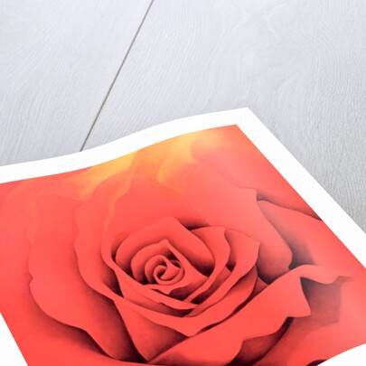 The Rose in the Festival of Light, 2000 by Myung-Bo Sim