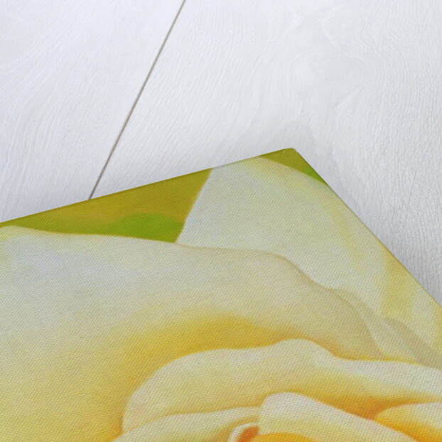 The Rose, 1995 by Myung-Bo Sim