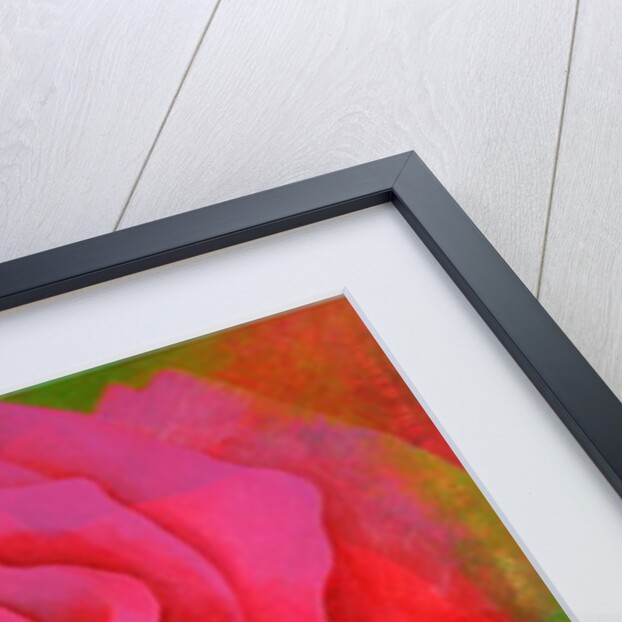 The Rose, 1995 by Myung-Bo Sim
