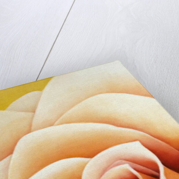 The Rose, 2003 by Myung-Bo Sim