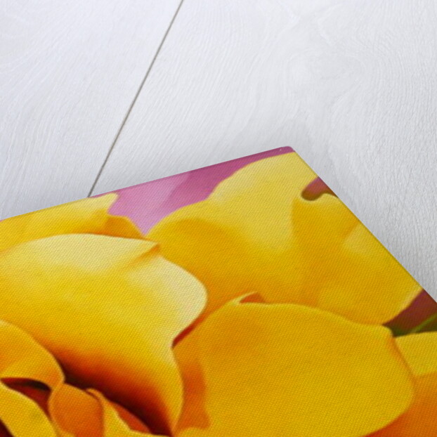 The Golden Rose, 2004 by Myung-Bo Sim