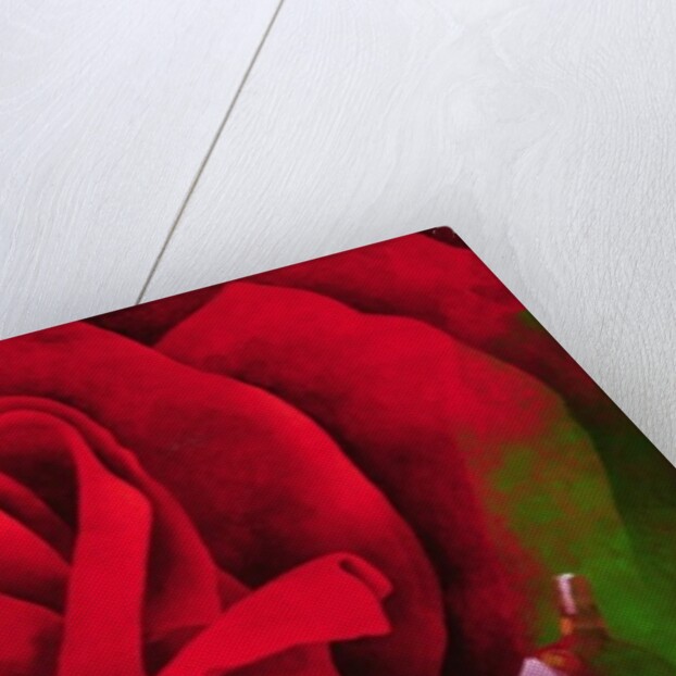 The Rose, 1997 by Myung-Bo Sim