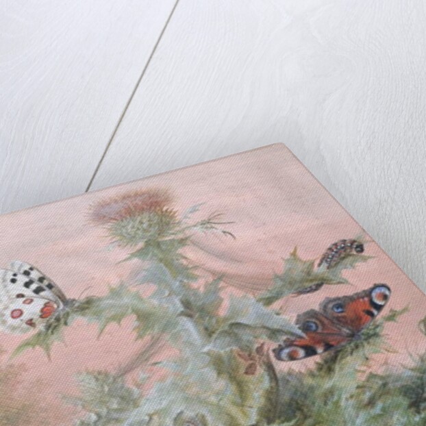 Insects Around a Thistle, 1700 by Margaretha Barbara Dietzsch