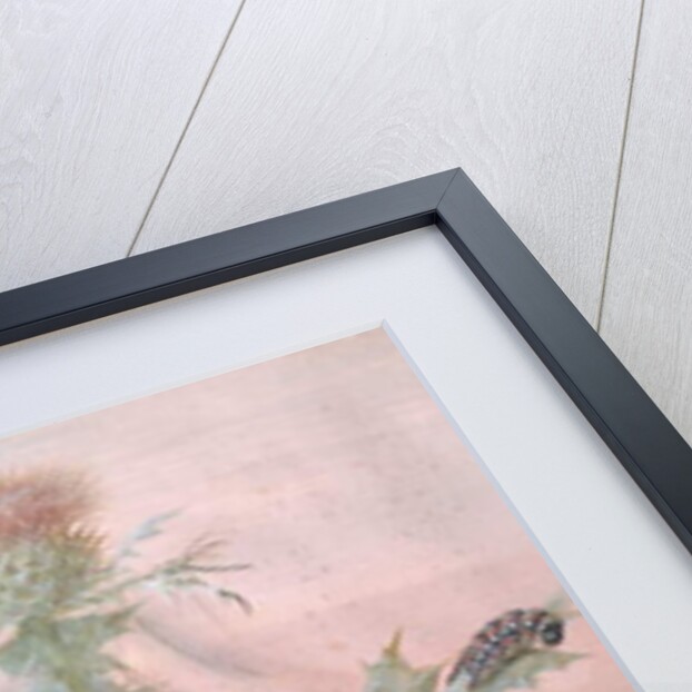 Insects Around a Thistle, 1700 by Margaretha Barbara Dietzsch