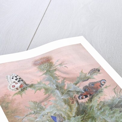 Insects Around a Thistle, 1700 by Margaretha Barbara Dietzsch