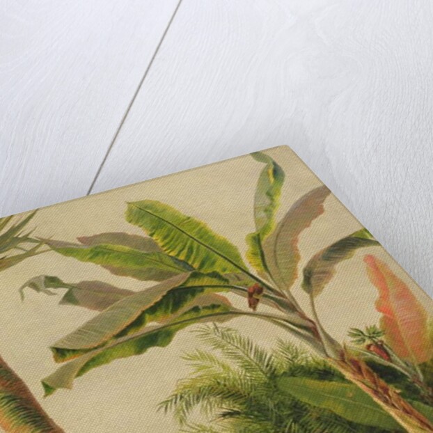 Banana Tree, c.1865 by Frederic Edwin Church