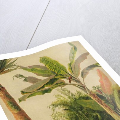 Banana Tree, c.1865 by Frederic Edwin Church