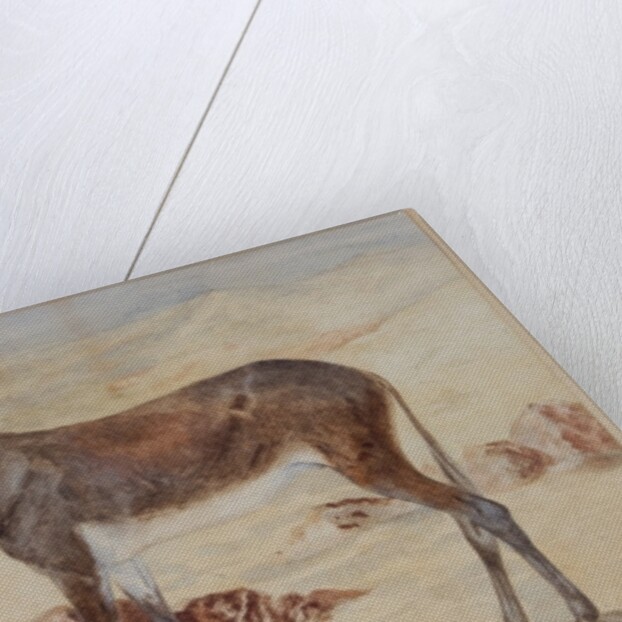 Mule by English School