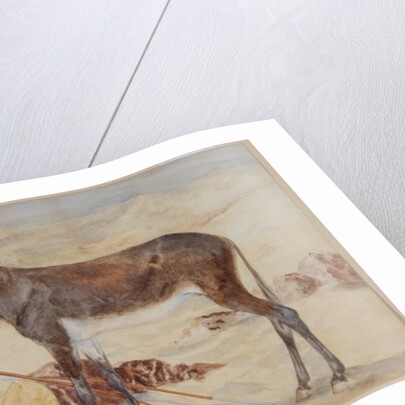 Mule by English School