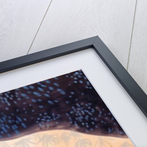 Paons Or et Argent, 1985 by Marie Hugo