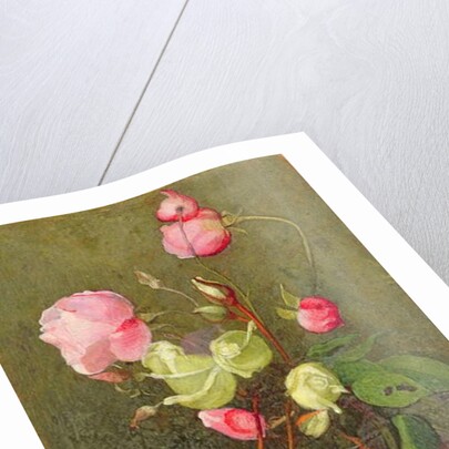 Roses by Marianne Stokes