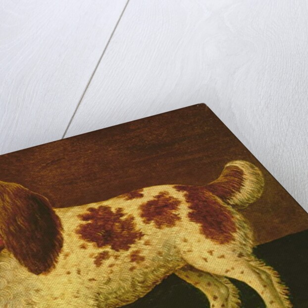 A Spaniel by English School
