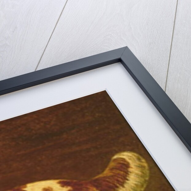 A Spaniel by English School