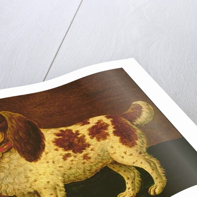 A Spaniel by English School