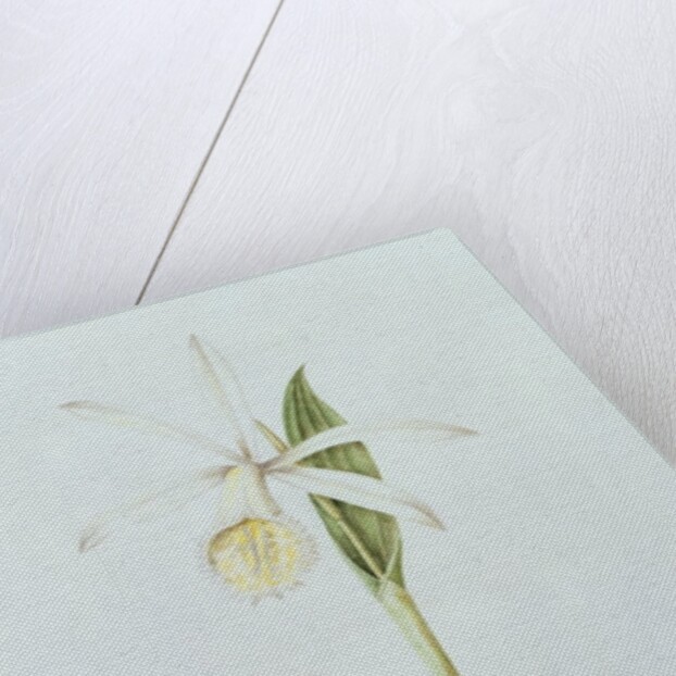 Pleione Formosana Alba by Mary Kenyon-Slaney