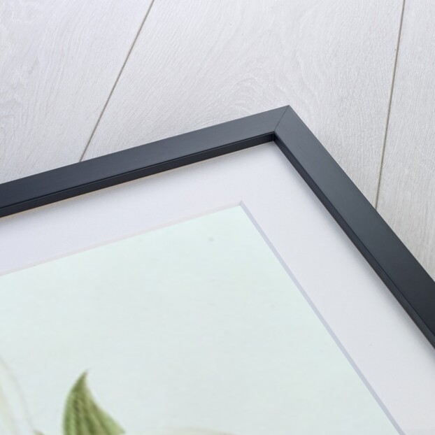 Pleione Formosana Alba by Mary Kenyon-Slaney