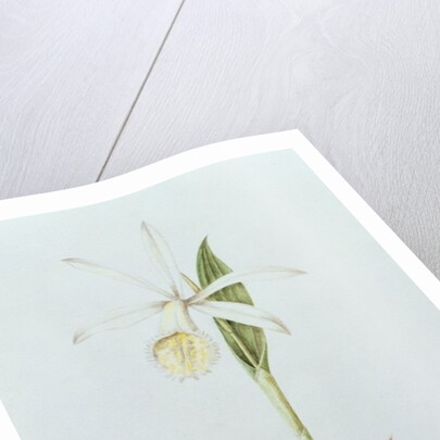 Pleione Formosana Alba by Mary Kenyon-Slaney