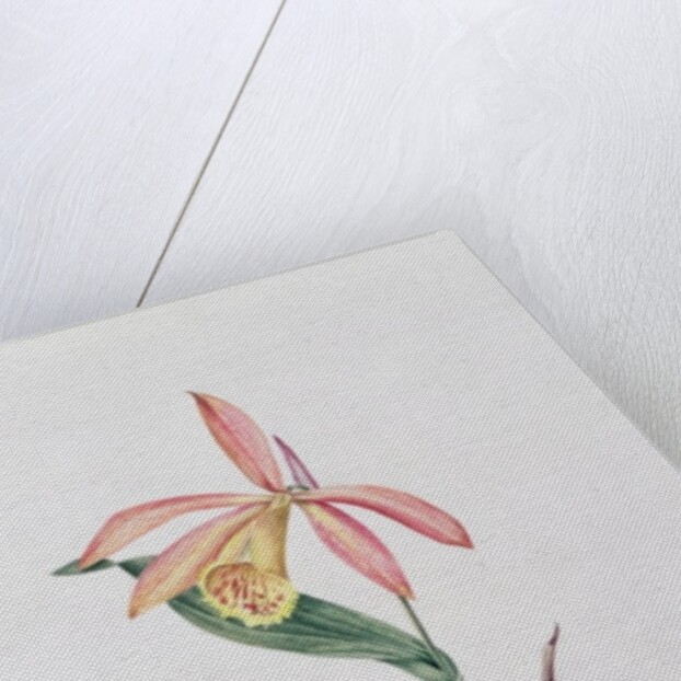 Pleione Zeus Wildstein by Mary Kenyon-Slaney