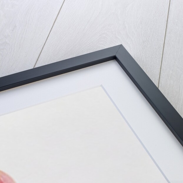 Pleione Zeus Wildstein by Mary Kenyon-Slaney