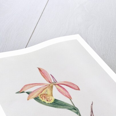 Pleione Zeus Wildstein by Mary Kenyon-Slaney