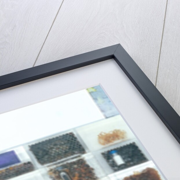 Bee resin casts by Charlie Millar