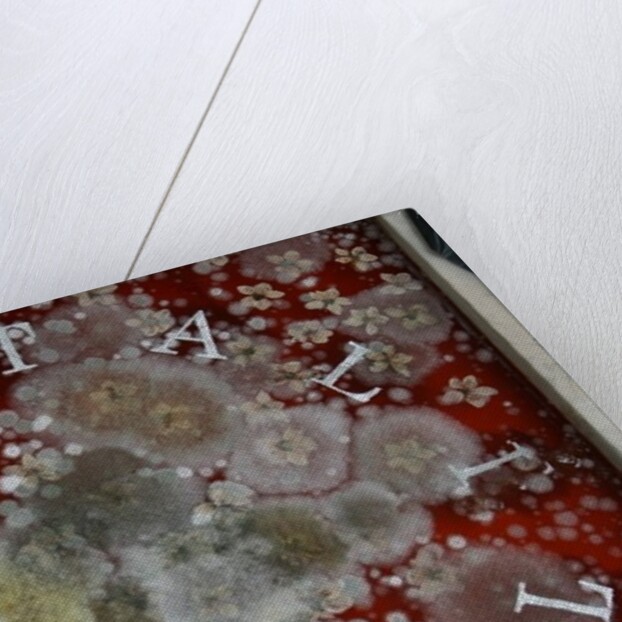 Immortality by Charlie Millar