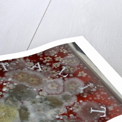 Immortality by Charlie Millar