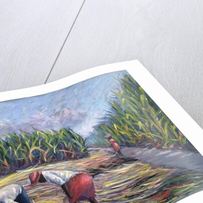 Sugarcane Harvest, 1986 by Carlton Murrell