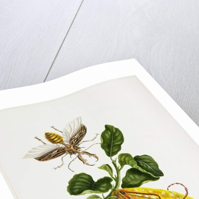 The Citron and Insects by Priscilla Susan Bury